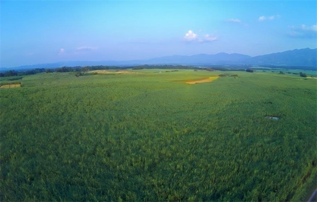 萬畝甘蔗海.jpg